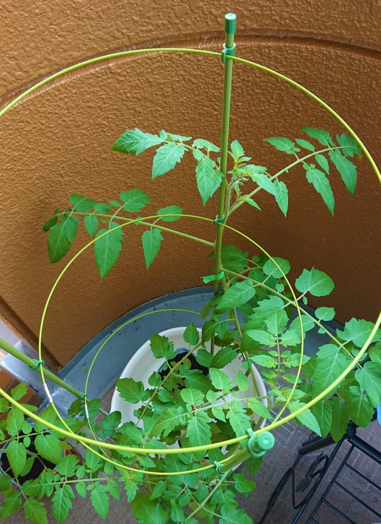 ミニトマトに念願の花が咲いた パペリ大学