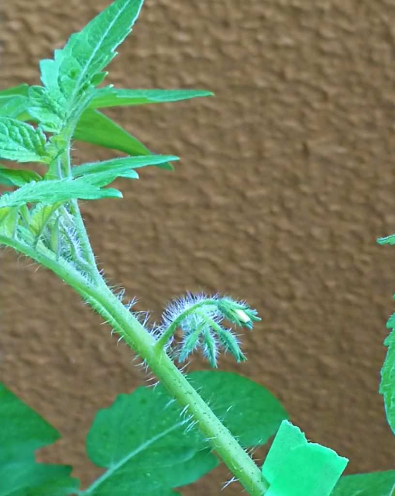 ミニトマトに念願の花が咲いた パペリ大学