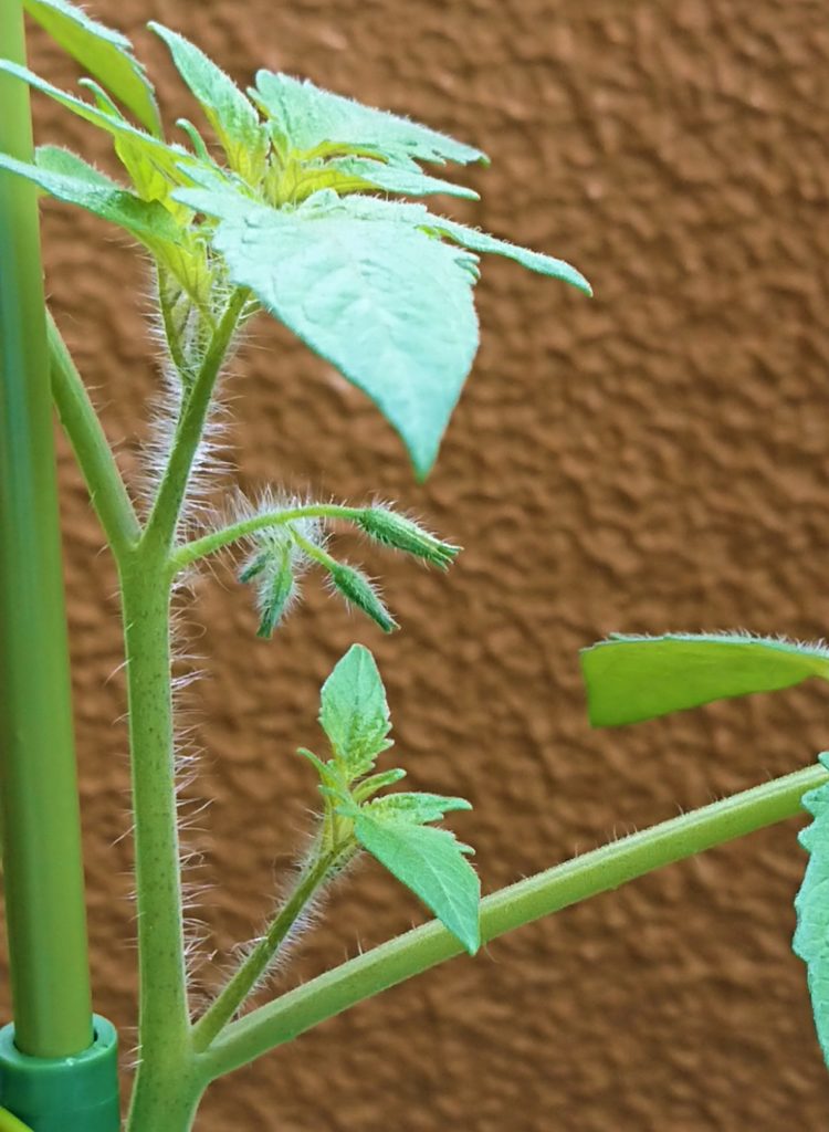 ミニトマトに念願の花が咲いた パペリ大学