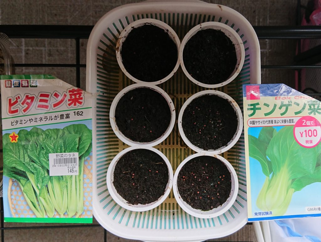 チンゲン菜の種をまき過ぎた 発芽率が良いのも魅力 チンゲン菜６日目 パペリ大学